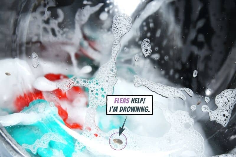 How Washing Machines Affect Fleas: Facts on Laundry Flea Control