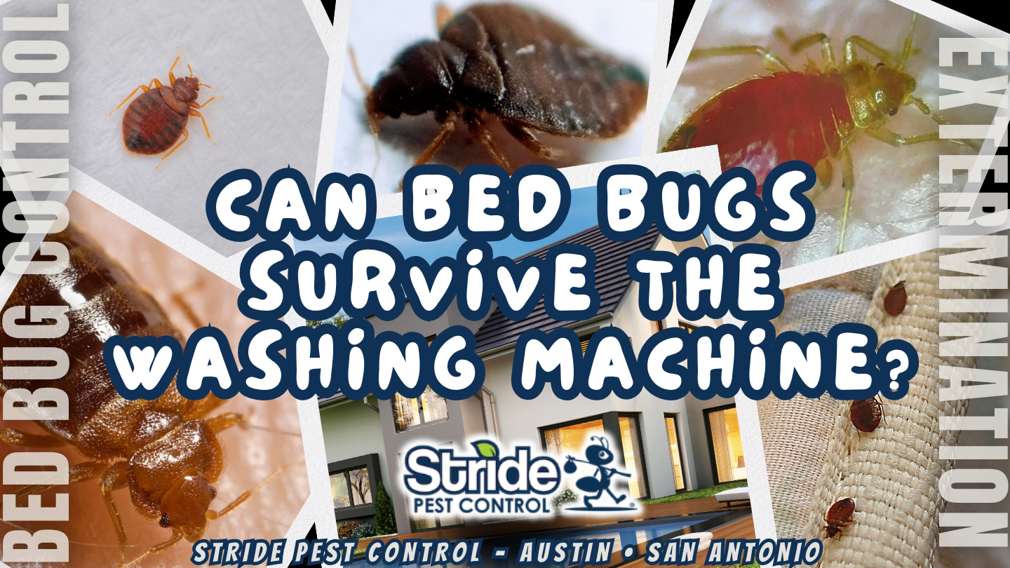 Do Washing Machines Kill Bed Bugs? The Truth Revealed