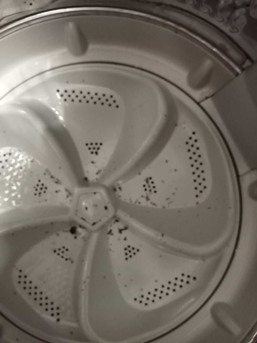 Do Bed Bugs Survive Washing Machine Cycles?