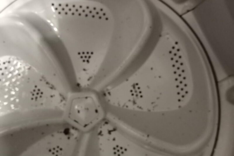 Do Bed Bugs Die In The Washing Machine